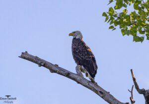 Eagle