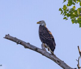 Eagle