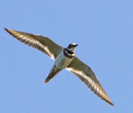 River Birds