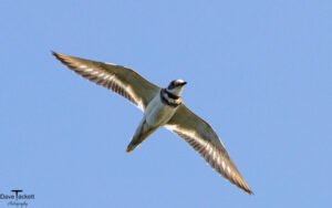 River Birds