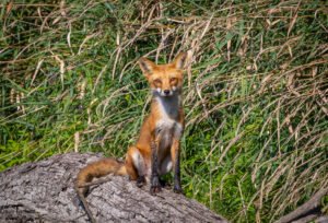 Wildlife