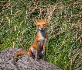Wildlife