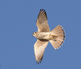 Falcon
