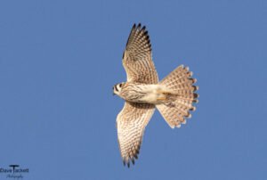 Falcon