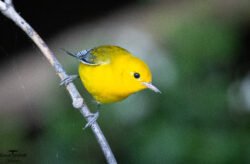 Songbirds