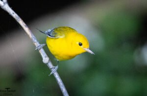 Songbirds