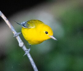 Songbirds