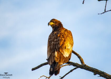 2011 Bald Eagle