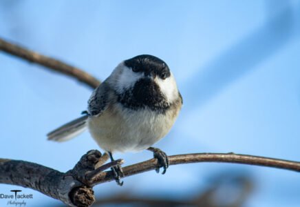 2011 Chickadee