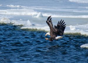 2011 Bald Eagle