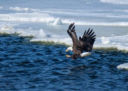 2011 Bald Eagle