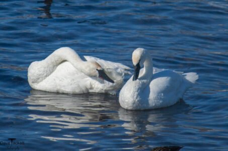 2011 Swan