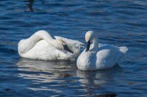 2011 Swan
