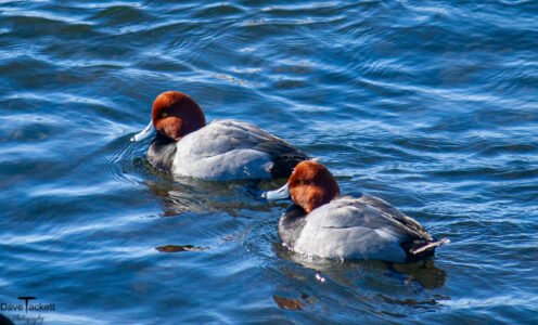 2011 Redheads