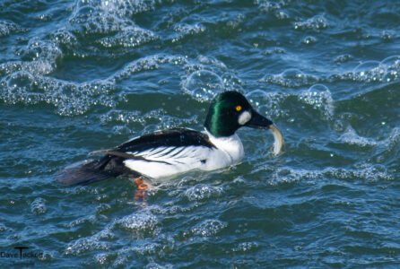 2011 Golden Eye