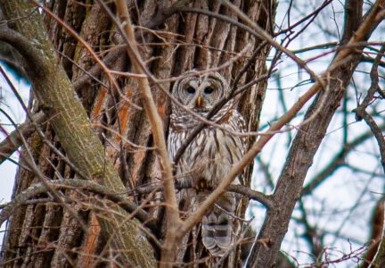 Barred Owl