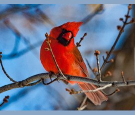2015 Songbirds