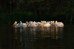 White Pelican