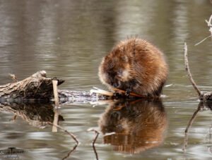 Muskrat
