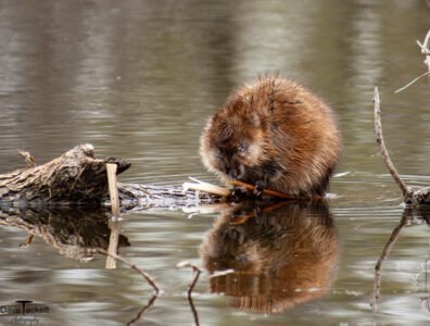 Muskrat