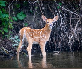 2015 Wildlife