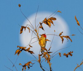October
