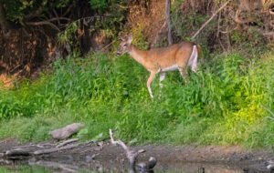Deer