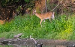 Deer
